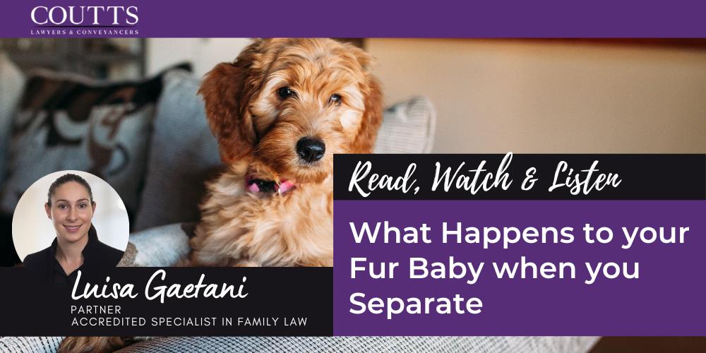 What Happens to your Fur Baby when you Separate