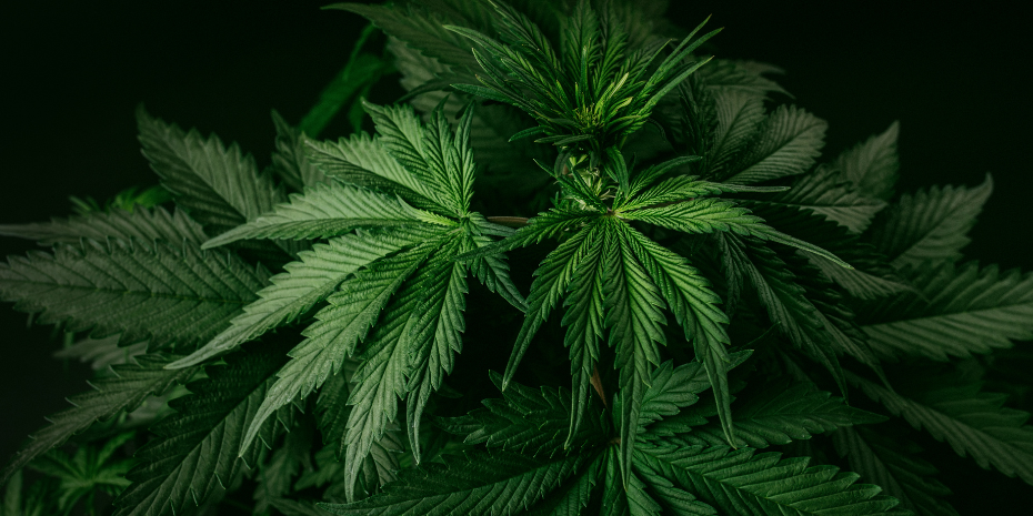 What you need to know about Prescribed Cannabis and driving